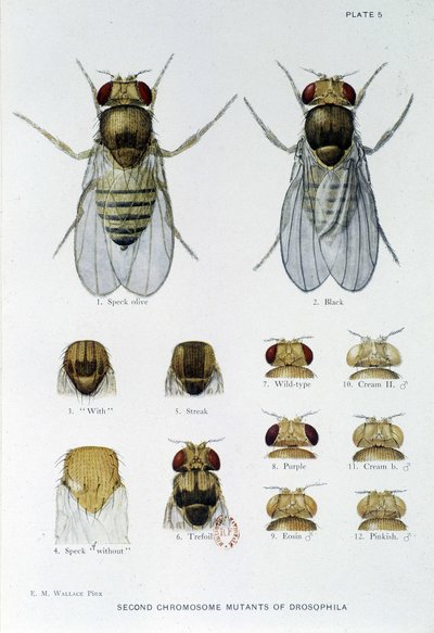 Abeilles - in Contributions to the genetics of drosophila melanogaster, Thomas H. Morgan by American School