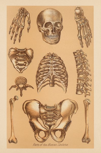 Anatomical Study of the Human Skeleton by American School
