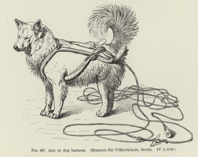 Ano or Dog Harness by American School