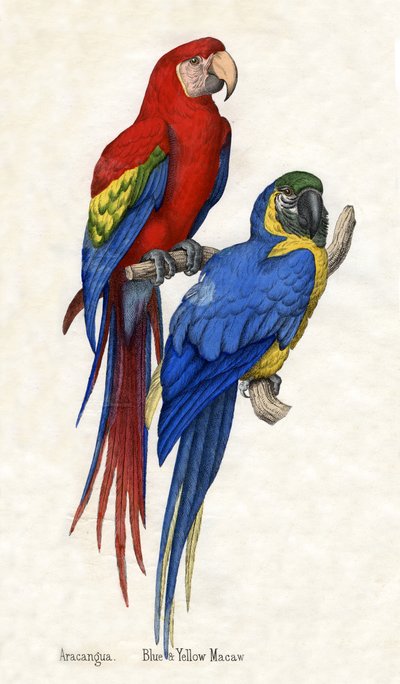 Aracangua and Blue and Yellow Macaw, from The Natural History of Animals by American School