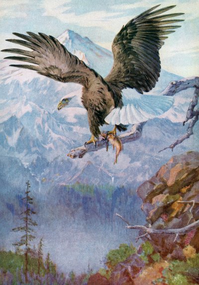 Bald Eagle on a Mountain Perch with a Fish by American School