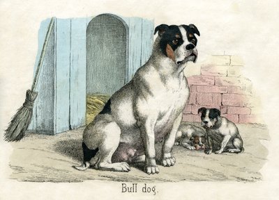 Bulldog by American School
