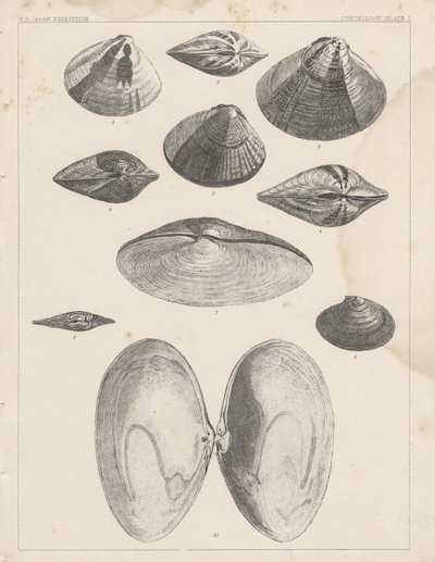 Conchology Plate I by American School