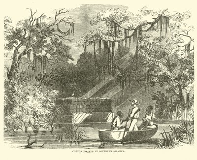 Cotton hoards in Southern Swamps, July 1862 by American School