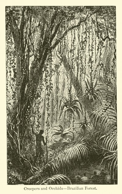 Creepers and Orchids, Brazilian Forest by American School