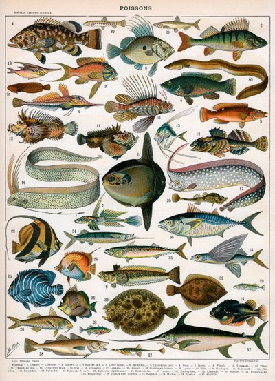 Decorative Print of 