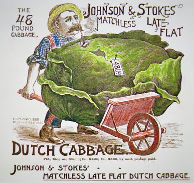 Dutch Cabbage Advert by American School