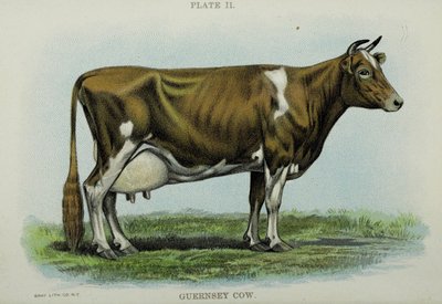 Guernsey Cow, from 