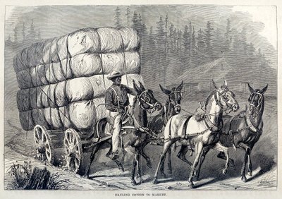 Hauling Cotton to Market, from One Hundred Years