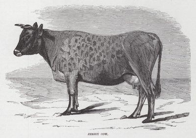 Jersey Cow by American School