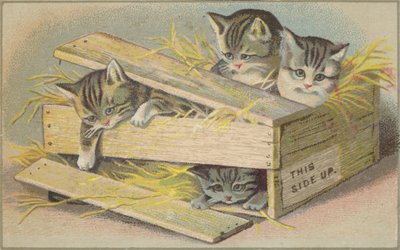 Kittens in a Broken Crate by American School