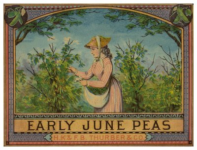 Lady Picking Early June Peas by American School