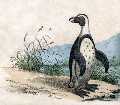 Magellanic Penguin by American School