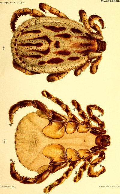 Male Dermacentor reticulatus, illustration from 