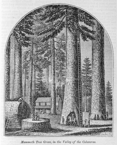 Mammoth Tree Grove in the Valley of the Calaveras, from 