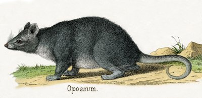 Opossum, from The Natural History of Animals by American School