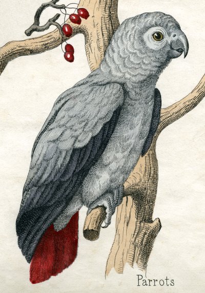 Parrot, from The Natural History of Animals by American School