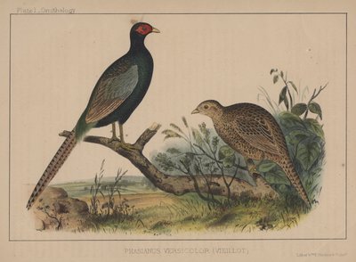 Phasianus Versicolor (Vieillot) by American School