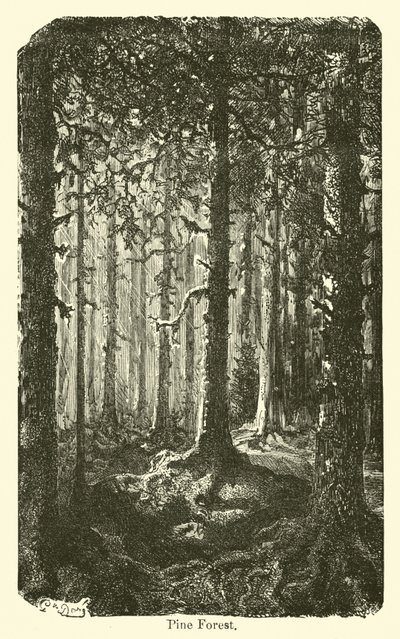 Pine Forest by American School