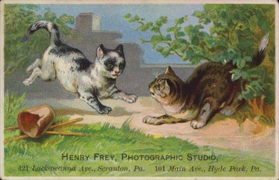 Playful Kittens by American School