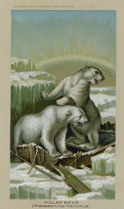 Polar Bear, Thalassarctos Maritimus by American School