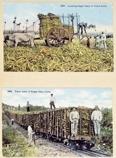 Postcards depicting sugar cane plantations in Cuba, c.1910 by American School