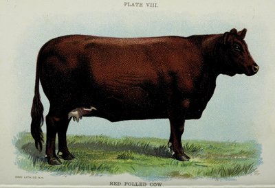 Red Polled Cow, from 