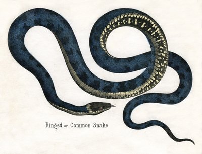 Ringed or Common Snake, from The Natural History of Animals by American School