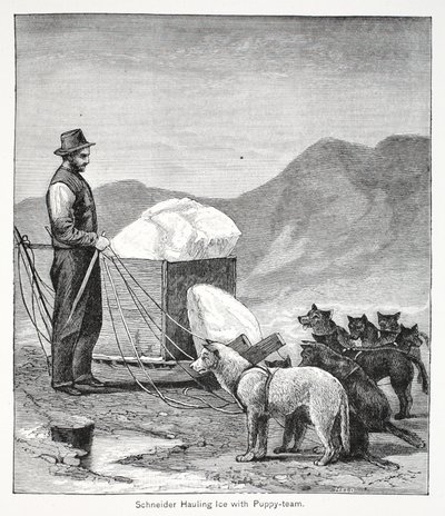 Schneider Hauling Ice with the Puppy-Team, London 1886 by American School