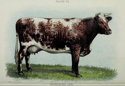 Shorthorn cow, from "Biggle Cow Book" by Jacob Biggle, 1898 by American School