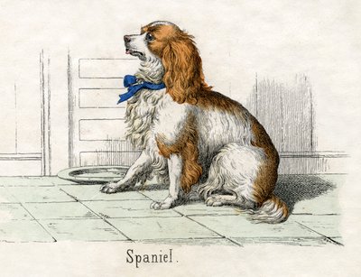 Spaniel, from The Natural History of Animals by American School