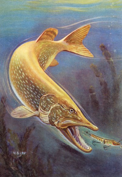 Sport Fishing: Northern Pike Striking a Lure by American School