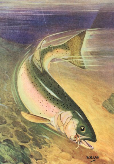 Sport Fishing: Rainbow Trout on the Line by American School