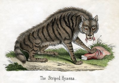 Striped Hyena, from The Natural History of Animals by American School