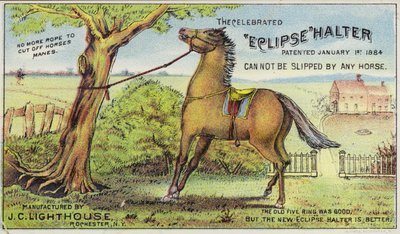 Tethered Horse by American School