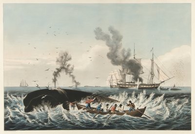 The Whale Fishery - Attacking a 