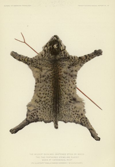 The wildcat skin and crotched stick with feathered stems at ceremonial rest by American School