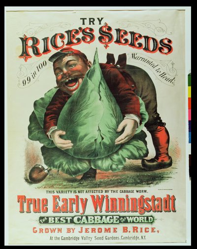 Try Rices Seeds, The Best Cabbage in the World by American School