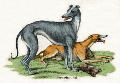 Two Greyhounds, from The Natural History of Animals by American School