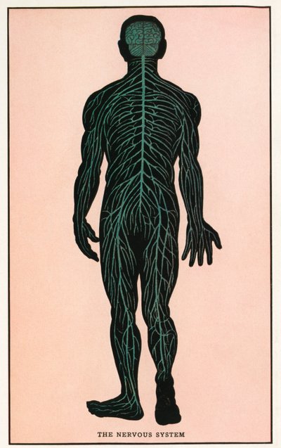 Vintage Anatomical Print of the Human Nervous System by American School