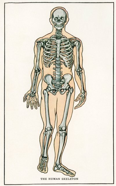 Vintage Anatomical Print of the Human Skeleton by American School