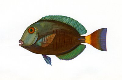 Vintage Print of a Brown Surgeonfish by American School