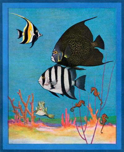 Vintage Print of a Saltwater Aquarium with Tropical Fishes by American School