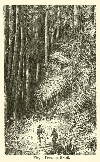 Virgin Forest in Brazil by American School