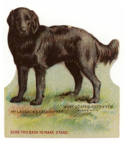 Wavy Coated Black Retriever by American School