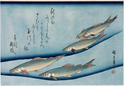Rivertrout, from the series Collection of Fish by Ando or Utagawa Hiroshige