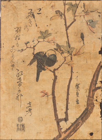 Study of bird asleep on branch by Ando or Utagawa Hiroshige
