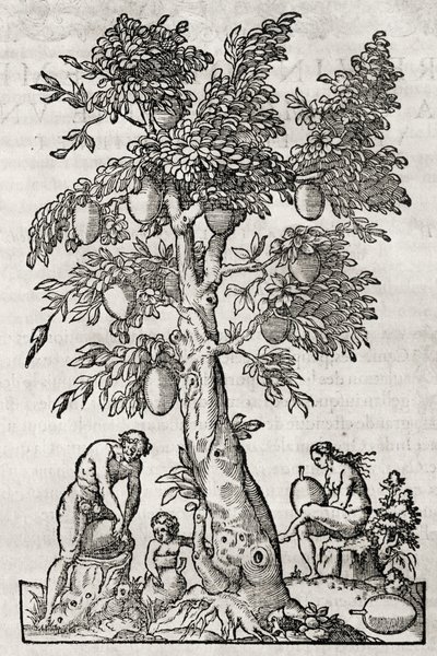 Breadfruit tree, engraving by Andre Thevet by Andre Thevet