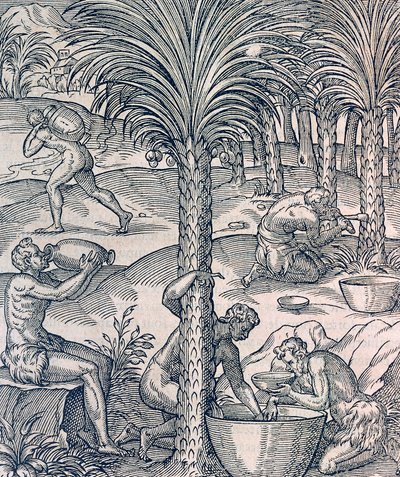 Inhabitants of Cape Verde making drinks from palm trees, engraving from Universal Cosmology, by Andre Thevet by Andre Thevet