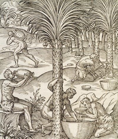 Inhabitants of Cape Verde making drinks from palm trees, engraving from Universal Cosmology, by Andre Thevet by Andre Thevet